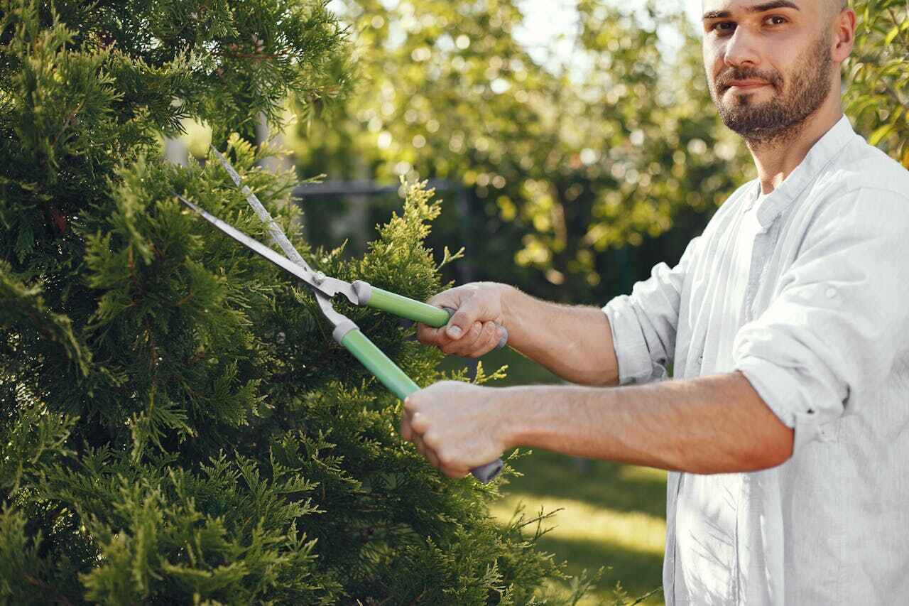 Best Tree Cutting Near Me  in Leisure City, FL